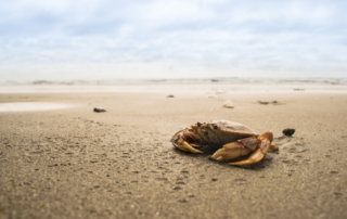 A Crab on the Beach, where you can go Crabbing in Oregon