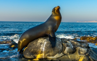 Picture of seal posing during a Marine Discovery Tour.