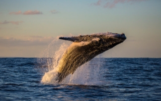 Picture of a breaching mammal while whale watching in Newport, Oregon.
