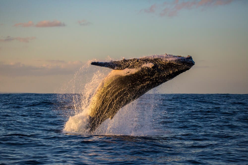 Picture of a breaching mammal while whale watching in Newport, Oregon.