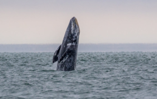 A gray whale sighted on a Newport whale watching outing.