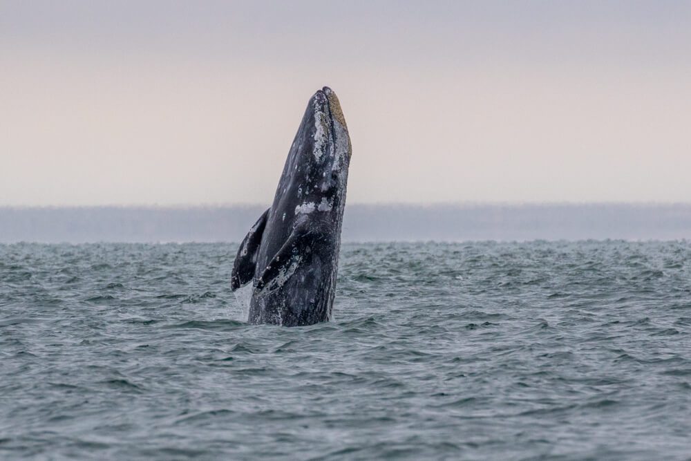 A gray whale sighted on a Newport whale watching outing.