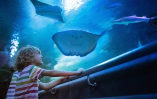 A kid in an aquarium, one of the best indoor things to do in Newport.
